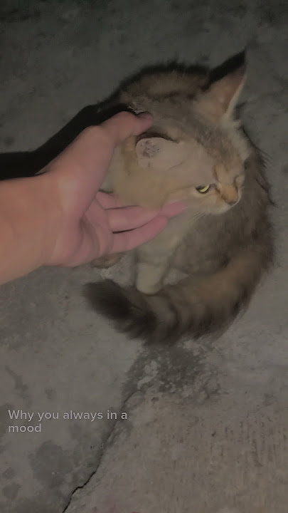 STORY WA KUCING LUCU | sw kucing lucu imut #shortvideo #kucing #status #subscribe #ytshorts