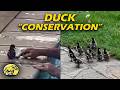 Tim saved the ducks! For now…