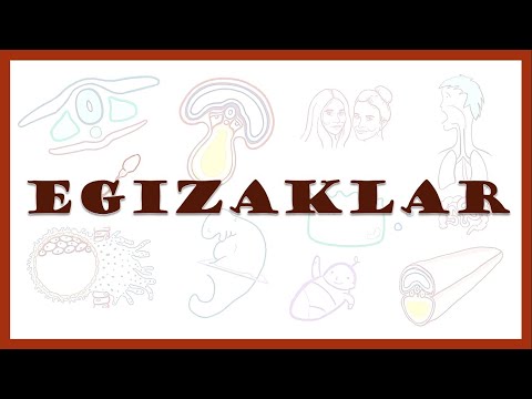 Egizaklar | Monozygotic and dizygotic twins