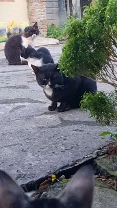 si Gumma, si Eleng dan si Item baris #cat #catvideos #catlovers #music #withgalaxy