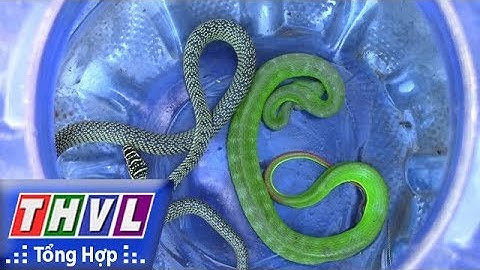 THVL | Người đưa tin 24G: Cảnh báo rắn lục đuôi đỏ liên tục xuất hiện trong khu dân cư ở TP.HCM