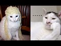 Try not to laugh  new funny cats   meowfunny part 14