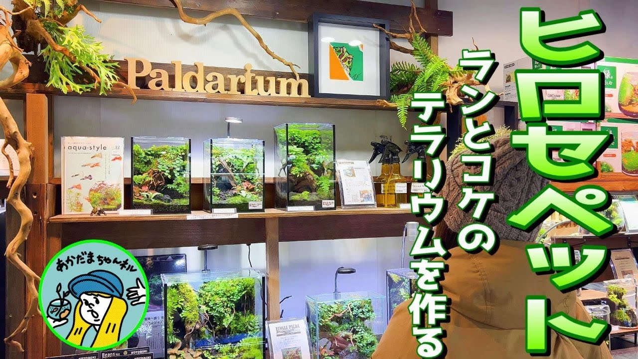 小型のランとコケでテラリウムを作る（ヒロセペットで学ぶテラリウムの世界、小型ランの可能性は無限大ダァ）