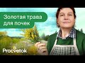 РАСТЕНИЕ 1 ДЛЯ ЗДОРОВЬЯ ПОЧЕК Как злостный сорняк поможет похудеть и оздоровить почки