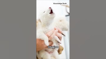 Direwolf pups doubled in size# shorts #ytshorts#biotechnology#shortsfeed #wolf