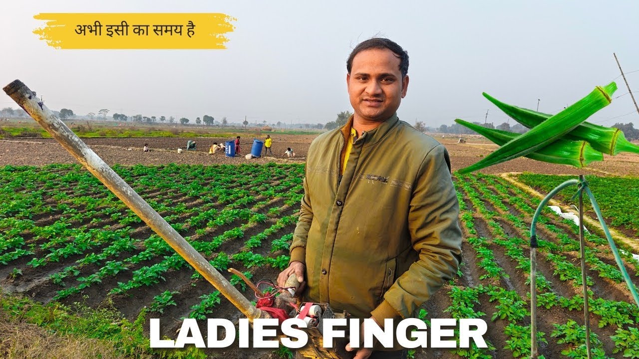 हमलोग अभी भिंडी का बीज बो रहे हैं|| abhi Sahi time hai ise lagane ka@RaviZoshi 