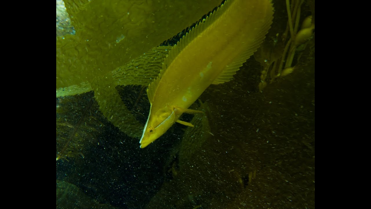Scuba Catalina Blue Cavern and Ship Rock YouTube