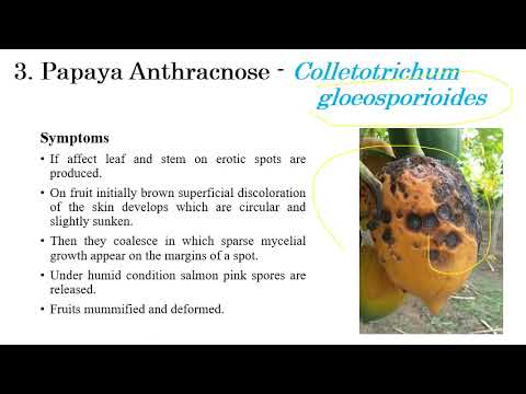 Diseases of Papaya | Fruit Crops | Plant Pathology | Exam Oriented Discussions