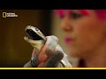 Rescuing Some of the World’s Deadliest Serpents | हिन्दी | Snakes in the City
