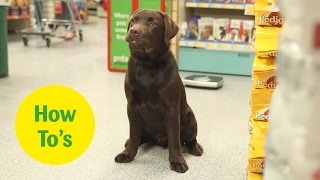 How to weigh your dog