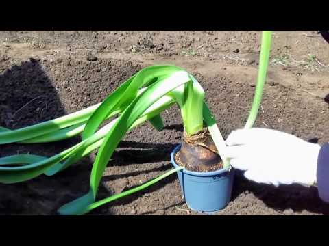 Video: Amaryllis Ja Hippeastrum (17 Fotot): Peamised Erinevused, Erinevus Koduhoolduses