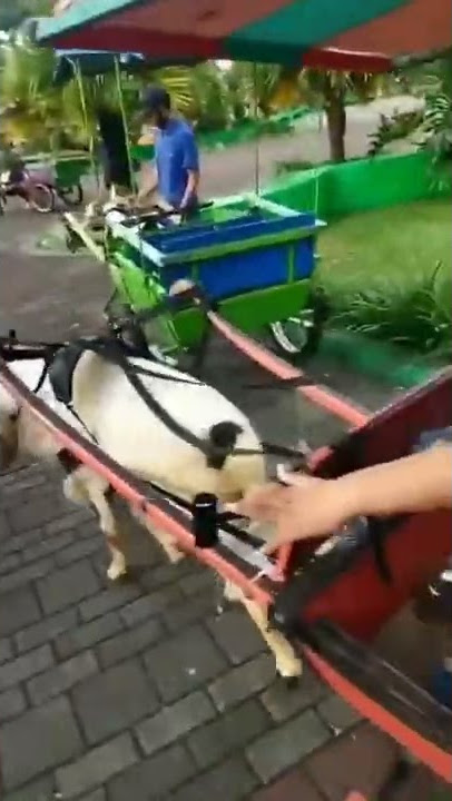 Main Delman Kambing Di Alun - Alun Ciamis Bersama Tradda, Sanung Dan Adik #shorts