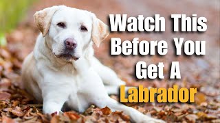 Are Labrador Retrievers Good For First Time Dog Owners? by DogRisk 7,712 views 2 months ago 4 minutes, 30 seconds