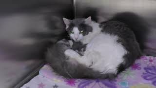 FOSTER CRISIS: KIttens Need Temporary Homes!