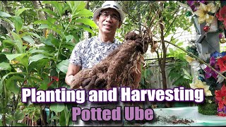 Planting and Harvesting Potted Ube | Growing Ube on your Garden