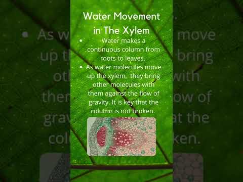 ? Water Movement in the Xylem…