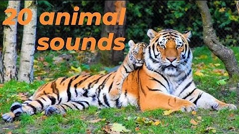 Animal Sounds for Children - video edition (20 Amazing Animals)