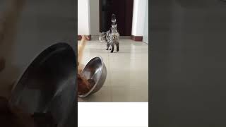 Cats Hangover Party! #shorts  #animals  #pets #lol #memes