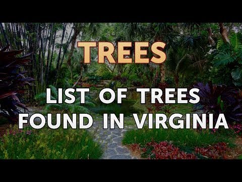 Download List of Trees Found in Virginia
