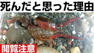 脱皮失敗 死んだザリガニにショック 落ち込む小2女子 その後 まさかの展開にママ大パニック Crayfish Molting Or Dead Youtube