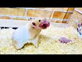 ハムスターの赤ちゃんが散乱!!子育てママがブチギレた！おもしろ可愛い動物
