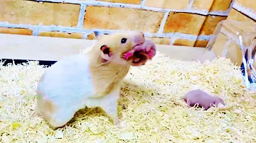 大量のジャンガリアンハムスターがたくさん入ってきました かわいい赤ちゃんも生まれました Mp3