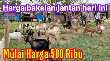 Thumbnail of HARGA BAKALAN JAWA RANDU MURAH