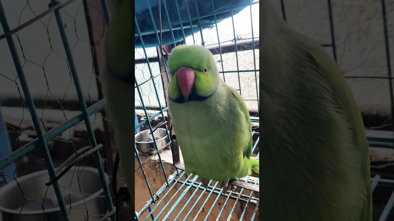 Talking parrot ko thnda lag raha #parrot #nonstoptalkingparrot #destechparrot