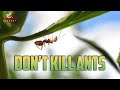WHY YOU SHOULD NOT KILL ANTS