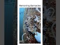 Removing Barnacles from Hull Ship😌⚓