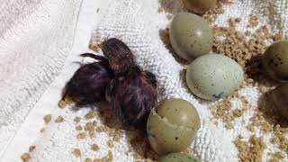 Button Quail Hatch Day