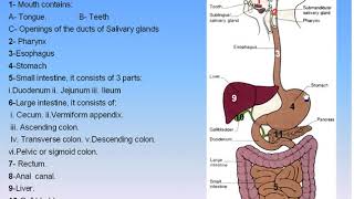 15 Digestive System 1 Parts of Digestive System Anatomy Intro Dr Ahmed Kamal