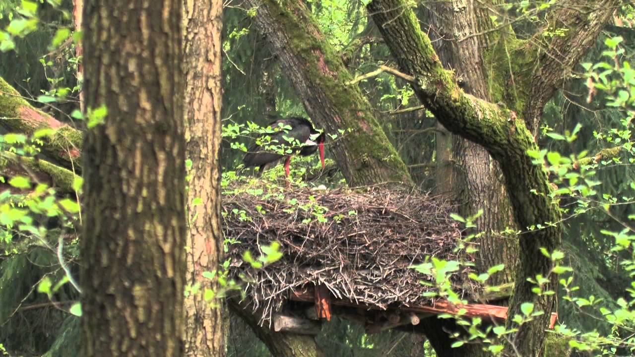 NLF - The Lower Saxony State Forests