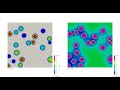 Multivariant Diffusion-Controlled Precipitate Evolution (Phase Field Model)