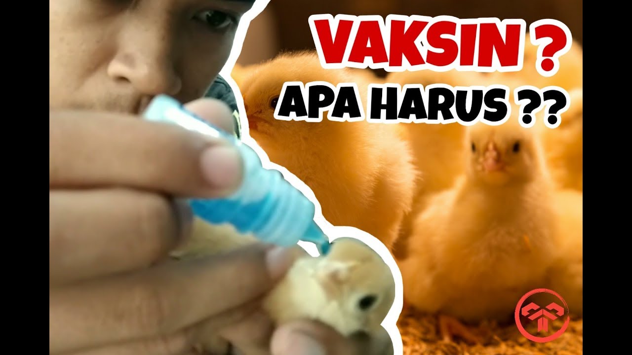 AYAM PETELUR - Cara Melakukan Vaksinasi Pada Ayam Petelur - Pam Budi