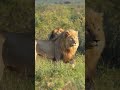 Witnessing Lions, African Savanna, World Adventure Tours from Avalia A. 🦁