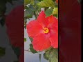 SIX SEXY HIBISCUS BLOOMS AT ONCE SIX SEXY HIBISCUS BLOOMS AT ONCE