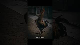 I am best Chicken roster#shorts #troll face #viral I am best Chicken roster#shorts #troll face #viral