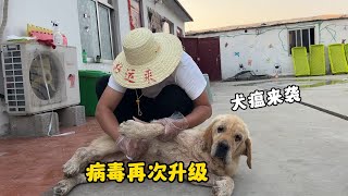 小奶狗查出犬瘟病毒小院進入緊急備戰狀態這一次能否渡過難關