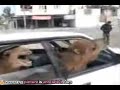 WTF - Two Angry Camels