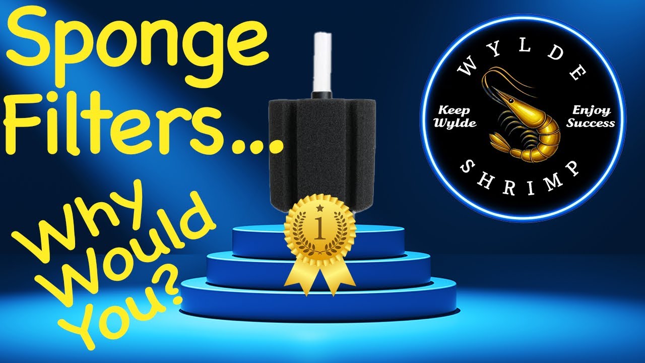 Sponge filters, How and why?