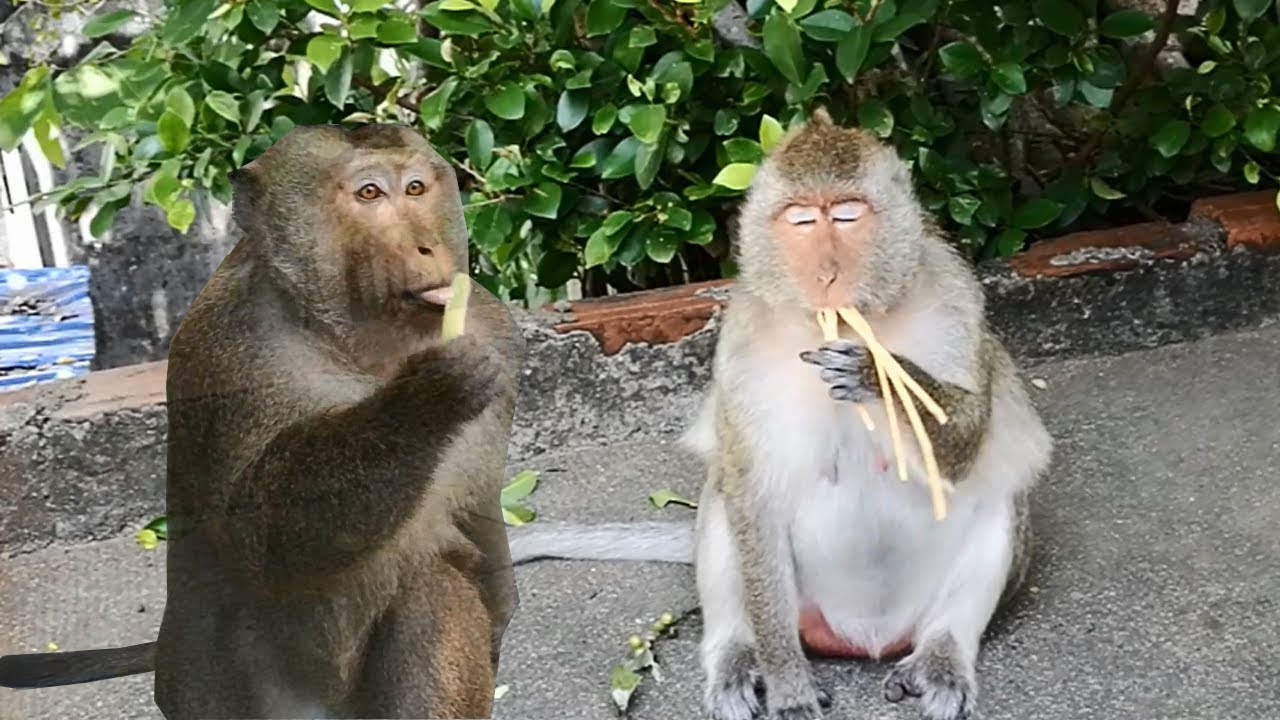Monkey Daily life in Battambang Province Of Cambodia - YouTube