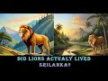 The sri lankan lion ceylon lion panthera leo sinhaleyus