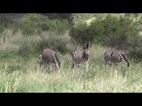 Zebras is mating - Animal Kingdom #1