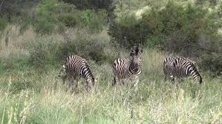 Zebras is mating - Animal Kingdom #1