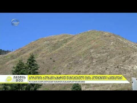 როდის აღდგება ბორჯომის ხეობის ტყის საფარი