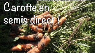 Carotte en semis direct et non travail du sol, avec Laurent Welsch