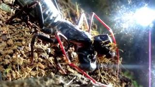 Vinegaroon(cassius) hunts Centipede in X4 SlowMotion by Life Vs. Death 1,581 views 7 years ago 8 minutes, 42 seconds