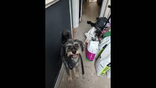 POV: you just tryna get some fresh air #cute #funny #dog