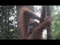INDONÉSIA TEME EXTINÇÃO DE ORANGOTANGOS.